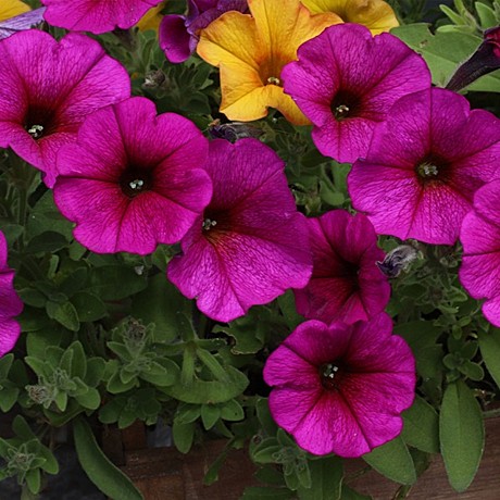 Петхоа вегетативная Beautical Purple Dawn