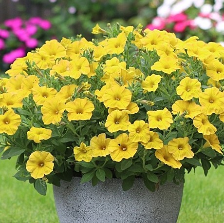 Петхоа вегетативная Beautical Yellow Sun