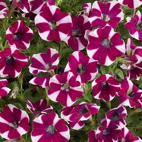 Петуния вегетативная CASCADIAS Cabernet bicolor