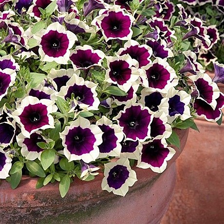 Петуния вегетативная CASCADIAS Rim Magenta