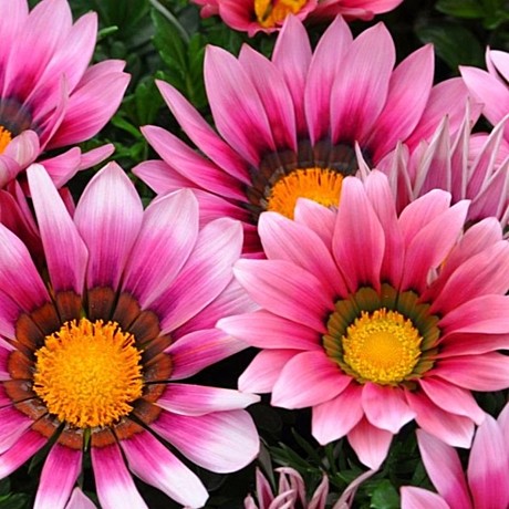 Гацания жестковатая NEW DAY PINK SHADES