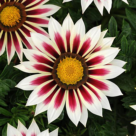 Гацания жестковатая NEW DAY ROSE STRIPE