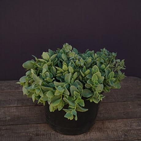 Очиток Эверса (Sedum ewersii)