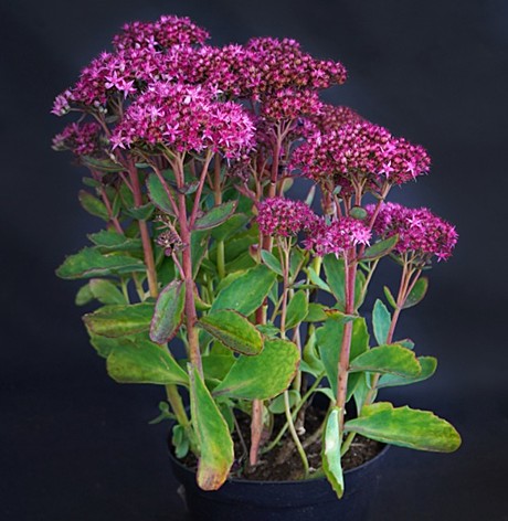 Очиток телефиум Манстед Дарк Ред (Munstead Dark Red)