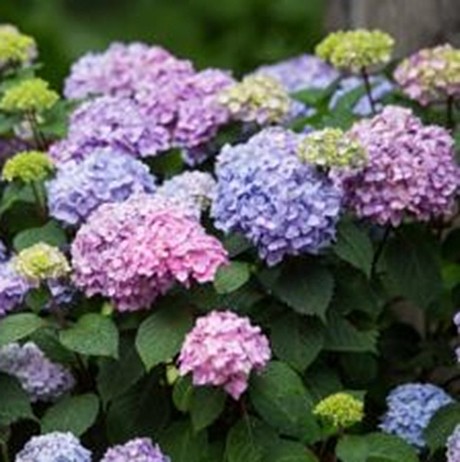 Гортензия крупнолистная Endless Summer Bloom Star (Эндлесс Саммер Блум Стар)
