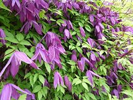 Клематис (княжик) Плюм Бьюти (Пруинина) (Plum Beauty (Pruinina)