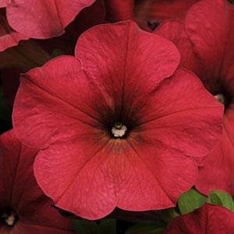Петуния каскадно-ампельная EASY WAVE BERRY VELOUR
