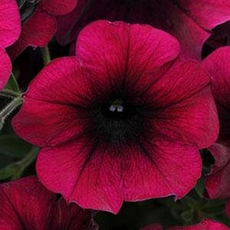 Петуния каскадно-ампельная EASY WAVE BURGUNDY VELOUR