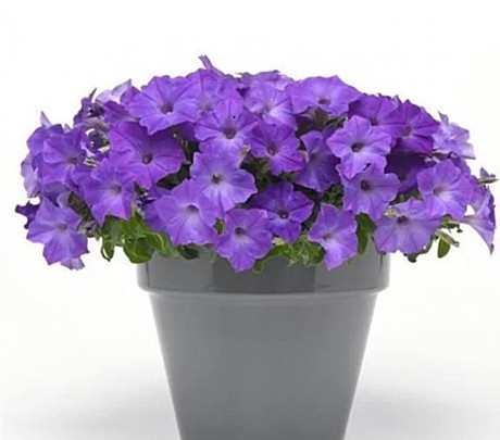 Петуния каскадно-ампельная EASY WAVE LAVENDER SKY BLUE