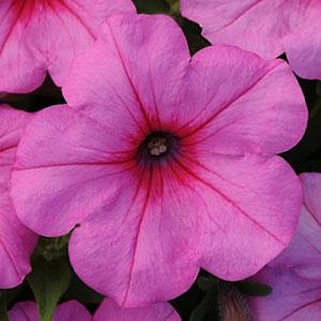 Петуния каскадно-ампельная EASY WAVE PINK PASSION