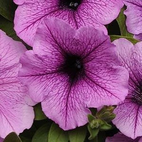 Петуния каскадно-ампельная EASY WAVE PLUM VEIN 