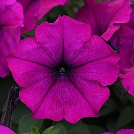 Петуния каскадно-ампельная EASY WAVE VIOLET