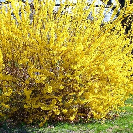 Форзиция корейская Кумсон (Kumson)