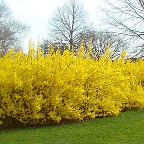 Форзиция средняя Спектабилис (Spectabilis)
