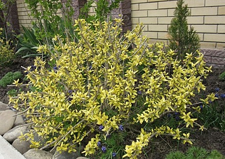Форзиция средняя Вариегата (Variegata)