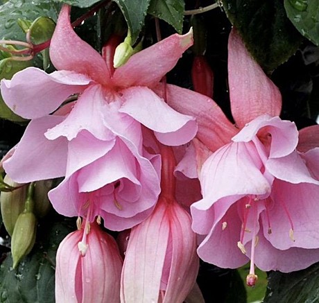 Фуксия полуампельная Pink Galore