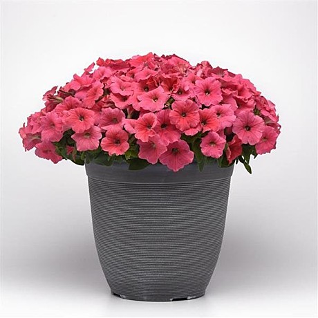 Петуния каскадно-ампельная E3 Easy Wave Coral