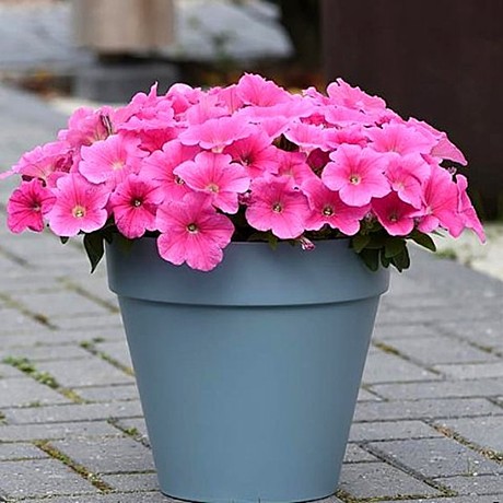 Петуния каскадно-ампельная E3 Easy Wave Pink Cosmo