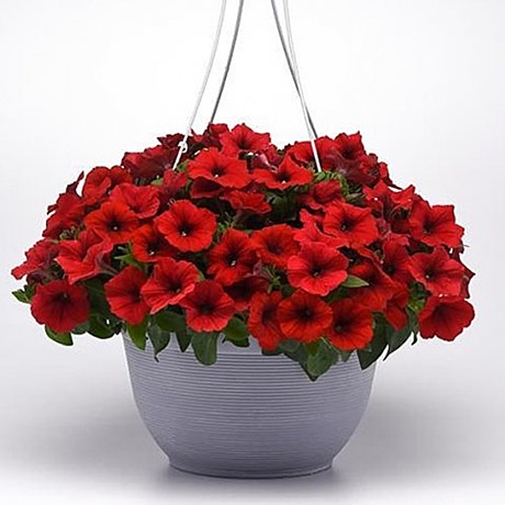 Петуния каскадно-ампельная E3 Easy Wave Red