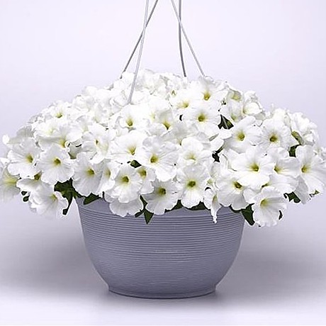 Петуния каскадно-ампельная E3 Easy Wave White 