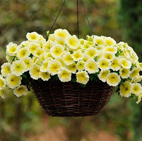 Петуния каскадно-ампельная E3 Easy Wave Yellow