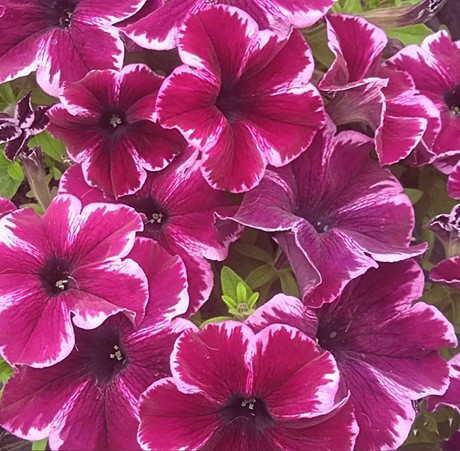 Петуния вегетативная Go! Tunia Cosmic pink