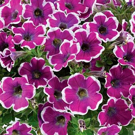 Петуния вегетативная HIPPI CHIK Violet