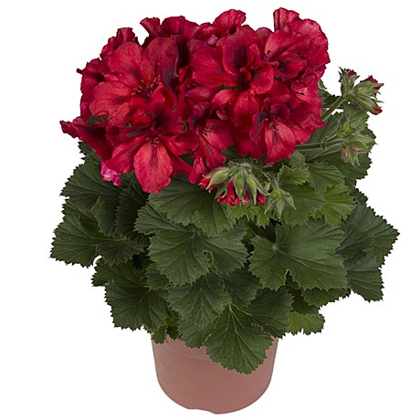 Пеларгония королевская Elegance Franny №4