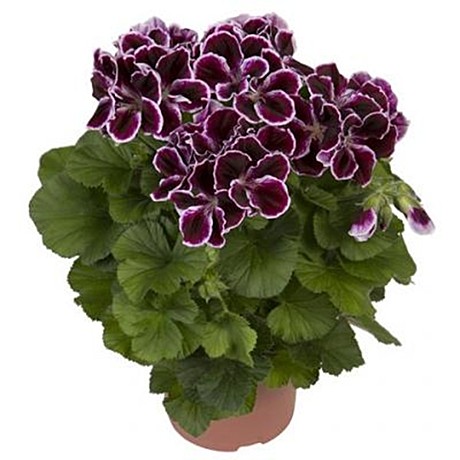 Пеларгония королевская Elegance Imperial №5
