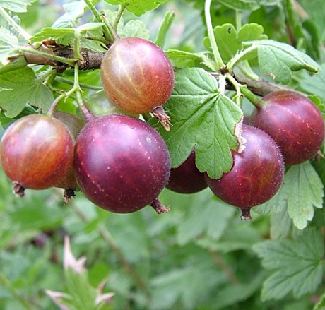 Крыжовник Юбиляр