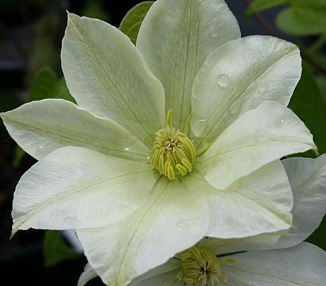 Клематис Джернси Крим (Guernsey Cream) 