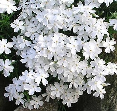 Флокс шиловидный Майшнэ (Maischnee)