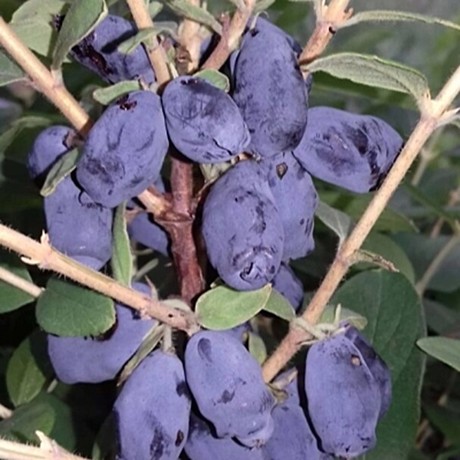 Жимолость Голубое сокровище (Blue Treasure)