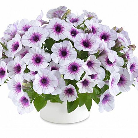 Петуния вегетативная CAPELLA Purple Vein