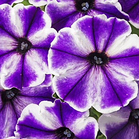 Петуния вегетативная CRAZYTUNIA Blue Ice