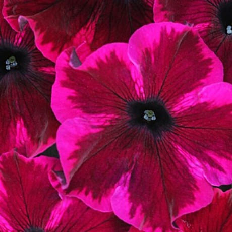 Петуния вегетативная Go! Tunia Cosmic Purple