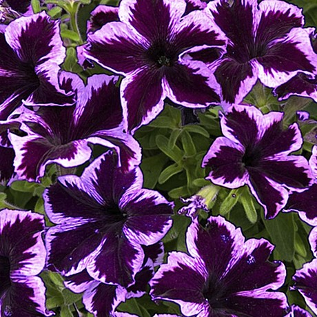 Петуния вегетативная Go! Tunia Cosmic Violet
