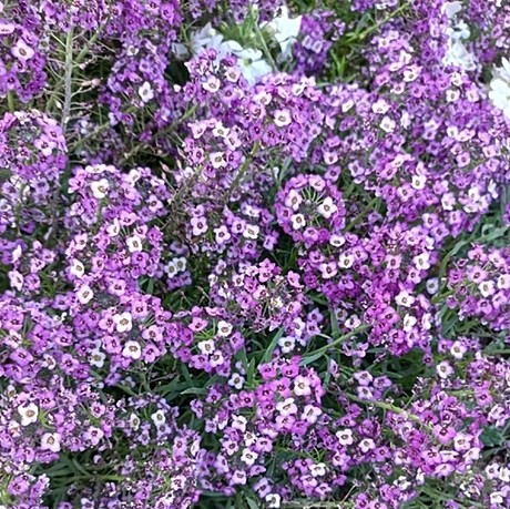 Алиссум вегетативный Stream Deep Lavender 2