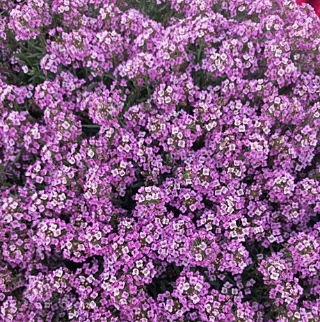 Алиссум вегетативный Stream Lilac Bicolor 5