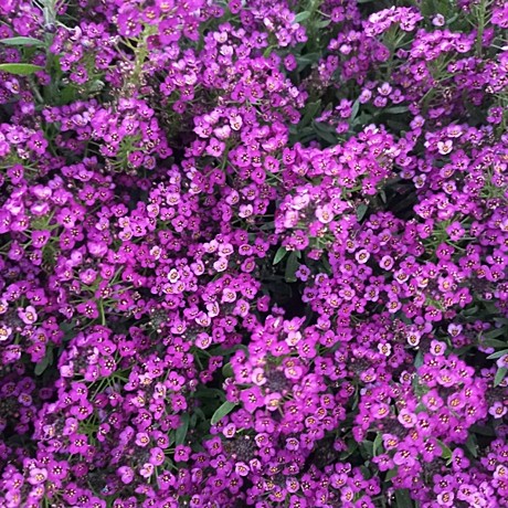Алиссум вегетативный Stream Purple 3
