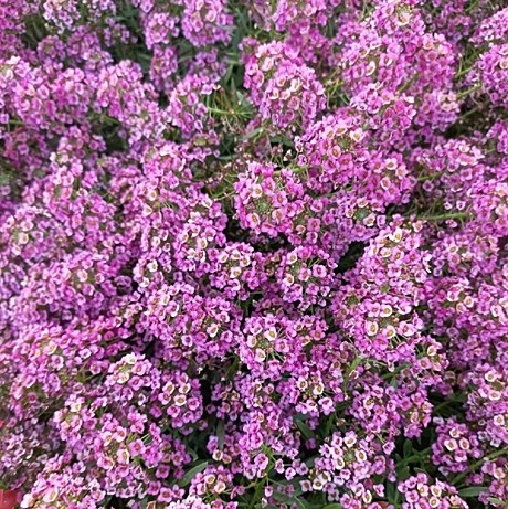 Алиссум вегетативный Stream Rose 4