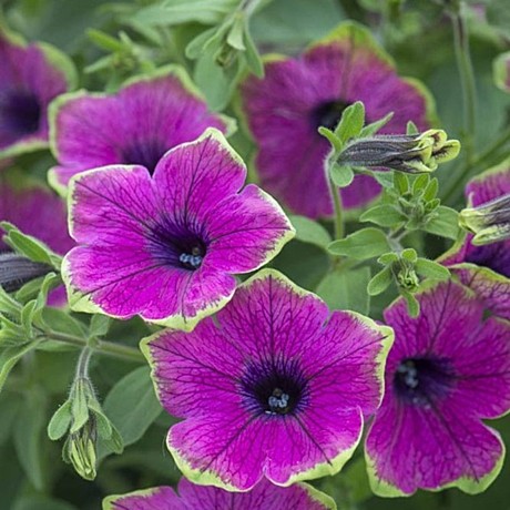 Петуния вегетативная Tea PURPLE GREEN EDGE