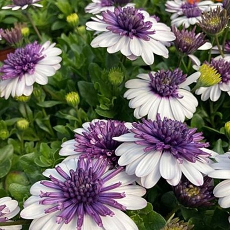 Остеоспермум FLOWERPOWER 3D BLUEBERRY SHAKE