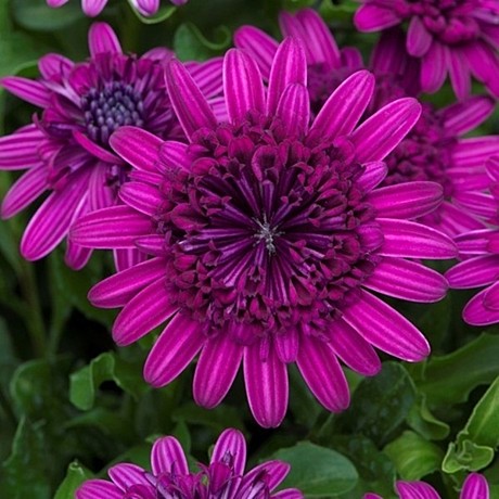 Остеоспермум FLOWERPOWER 3D PURPLE