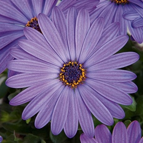 Остеоспермум FLOWERPOWER Blue