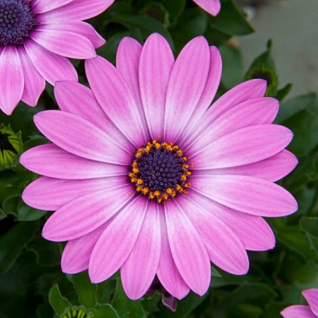 Остеоспермум FLOWERPOWER LAVENDER PINK