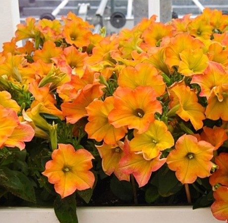 Петуния вегетативная CRAZYTUNIA Terracotta