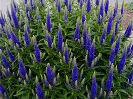 Вероника колосистая Anniversary Blue (Анивёрсери Блю)