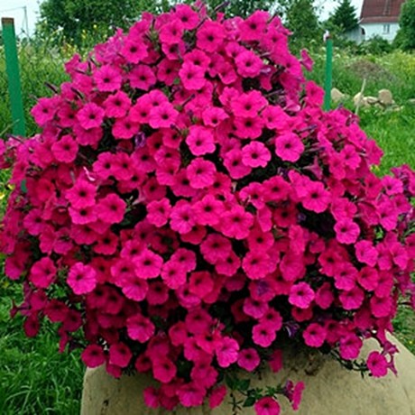 Ампельная 