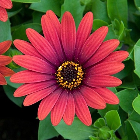 Остеоспермум FLOWERPOWER RED